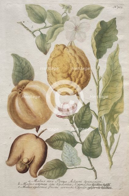 Phytanthoza iconographia: No. 703. Creator: Johann Wilhelm Weinmann (German); Bartholomaus Seutter (German, 1678-1754).