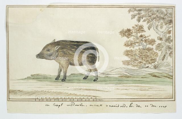 Phacochoerus aethiopicus aethiopicus (Cape warthog), 1778. Creator: Robert Jacob Gordon.