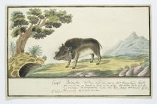 Phacochoerus aethiopicus aethiopicus (Cape warthog), c.1778. Creator: Robert Jacob Gordon
