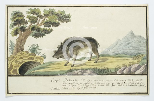 Phacochoerus aethiopicus aethiopicus (Cape warthog), c.1778. Creator: Robert Jacob Gordon.