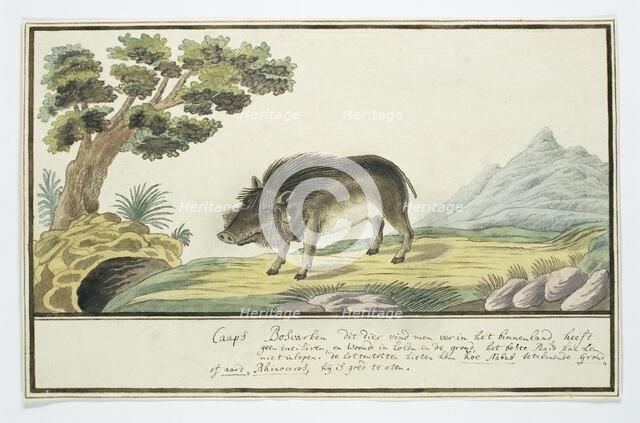 Phacochoerus aethiopicus aethiopicus (Cape warthog), c.1778. Creator: Robert Jacob Gordon.