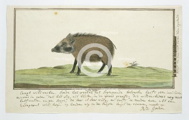 Phacochoerus aethiopicus aethiopicus (Cape warthog; female), c.1778-1779. Creator: Robert Jacob Gordon.