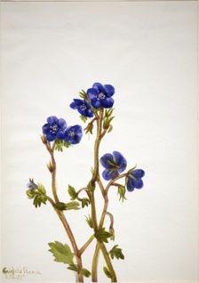 Phacelia (Phacelia parryi), 1935. Creator: Mary Vaux Walcott