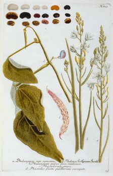 Phalangium, 1737 (hand coloured engraving). Creator: "Georg Dionysius Ehret (1710 - 70); Ehret, Georg Dionysius (1710-1770)"