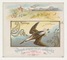 Phalarope, from the Game Birds series (N40) for Allen & Ginter Cigarettes, 1888-90. Creator: Allen & Ginter