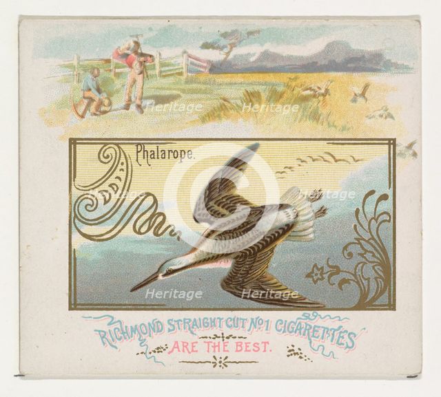 Phalarope, from the Game Birds series (N40) for Allen & Ginter Cigarettes, 1888-90. Creator: Allen & Ginter.