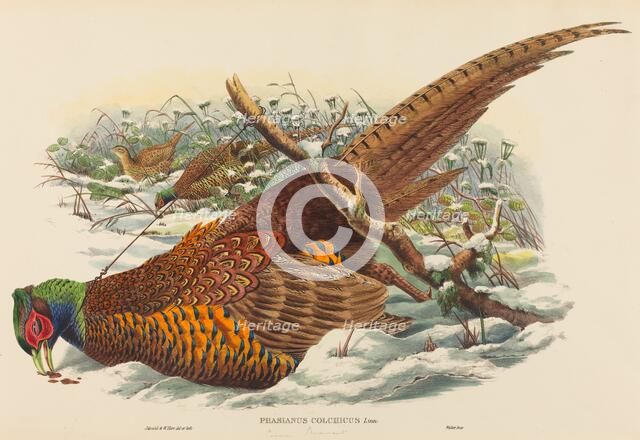 Phasianus colchicus (Ring-necked Pheasant). Creators: John Gould, William Matthew Hart.