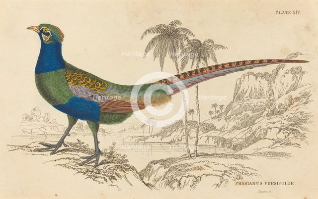 Phasianus Versicolor. Creator: William Home Lizars.