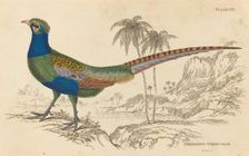 Phasianus Versicolor. Creator: William Home Lizars