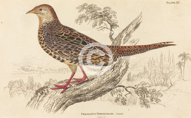 Phasianus Versicolor - Female. Creator: William Home Lizars.