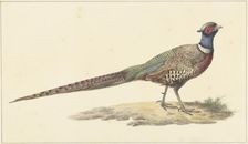 Pheasant, 1759-1842. Creator: Pieter Bartholomeusz. Barbiers