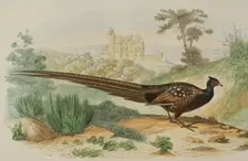 Pheasant, 1856. Creator: Edouard Travies