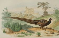 Pheasant, 1856. Creator: Edouard Travies