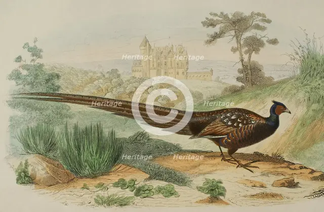 Pheasant, 1856. Creator: Edouard Travies.