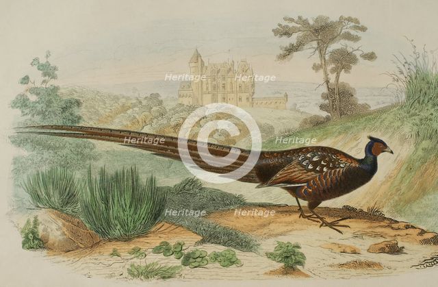 Pheasant, 1856. Creator: Edouard Travies.