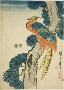 Pheasant and pine tree, c. 1847/52. Creator: Ando Hiroshige