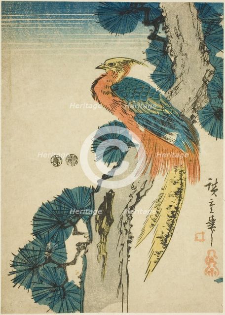 Pheasant and pine tree, c. 1847/52. Creator: Ando Hiroshige.