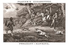 Pheasant-Hawking (1924). Creator: Unknown