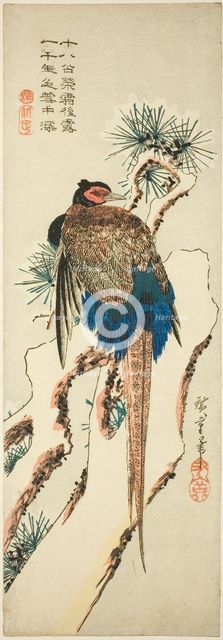 Pheasant on a Snow-Covered Pine Tree, mid-1830s. Creator: Ando Hiroshige.