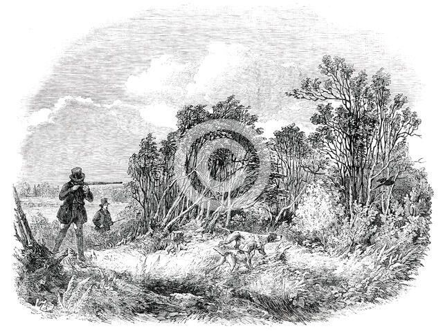 Pheasant-Shooting - drawn by Duncan, 1850. Creator: Unknown.