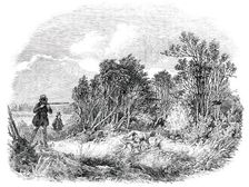 Pheasant-Shooting - drawn by Duncan, 1850. Creator: Unknown