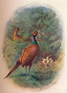 Pheasant - Phasia'nus col'chicus c1910, (1910). Artist: George James Rankin
