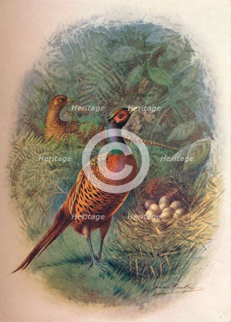 'Pheasant - Phasia'nus col'chicus', c1910, (1910). Artist: George James Rankin.