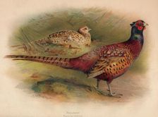 Pheasant (Phasianus colchicus) 1900, (1900). Artist: Charles Whymper