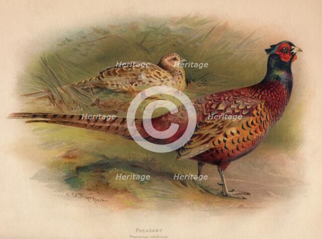 'Pheasant (Phasianus colchicus)', 1900, (1900). Artist: Charles Whymper.