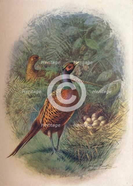 'Pheasant - Phasia'nus col'chicus', c1910, (1910). Artist: George James Rankin.