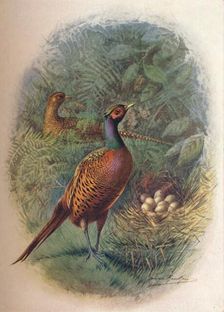 Pheasant - Phasia'nus col'chicus c1910, (1910). Artist: George James Rankin