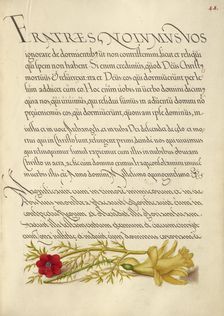 Pheasant's Eye and Buttercup; Mira calligraphiae monumenta, 1561-1562; illumination added 1591-1596. Creator: Joris Hoefnagel