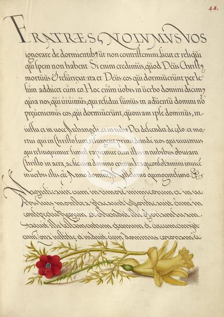 Pheasant's Eye and Buttercup; Mira calligraphiae monumenta, 1561-1562; illumination added 1591-1596. Creator: Joris Hoefnagel.