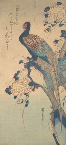 Pheasant with Chrysanthemums, ca. 1835., ca. 1835. Creator: Ando Hiroshige