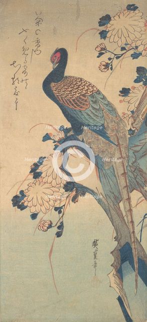 Pheasant with Chrysanthemums, ca. 1835., ca. 1835. Creator: Ando Hiroshige.