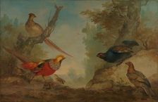Pheasants, 1730-1760. Creator: Aert Schouman