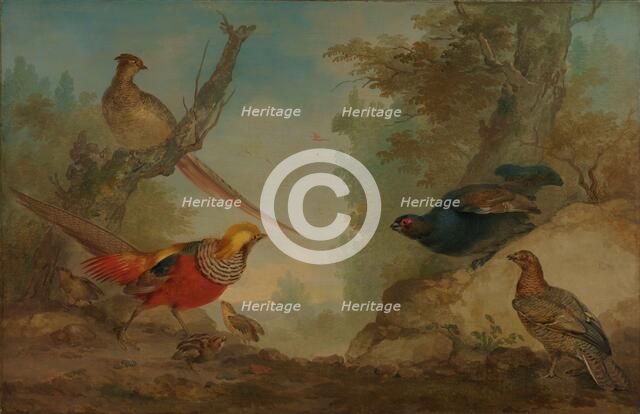 Pheasants, 1730-1760. Creator: Aert Schouman.