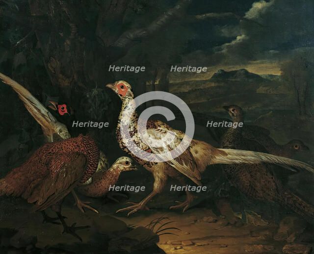 Pheasants, 1745. Creator: Philipp Ferdinand de Hamilton.