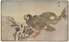Pheasants, 1789, (1924). Creator: Kitao Masayoshi