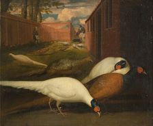Pheasants in a pen, 1749-1848. Creator: Unknown