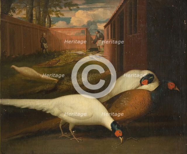 Pheasants in a pen, 1749-1848. Creator: Unknown.