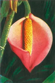 Philodendron, c1928. Creator: Unknown