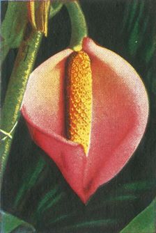 Philodendron, c1928. Creator: Unknown