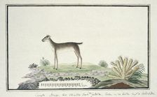Philantomba monticola (Blue duiker), 1777-1786. Creator: Robert Jacob Gordon