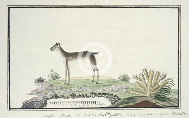 Philantomba monticola (Blue duiker), 1777-1786. Creator: Robert Jacob Gordon.
