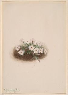 Phlox, 1915. Creator: Mary Vaux Walcott