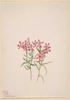 Phlox stansburyi, 1938. Creator: Mary Vaux Walcott