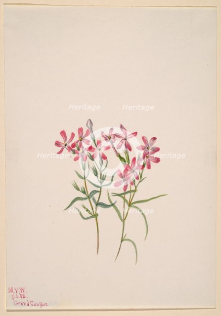 Phlox stansburyi, 1938. Creator: Mary Vaux Walcott.