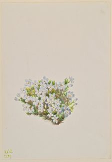 Phlox (Phlox caespitosa), 1937. Creator: Mary Vaux Walcott