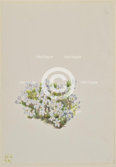 Phlox (Phlox caespitosa), 1937. Creator: Mary Vaux Walcott.
